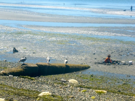 Child playing in mud as gulls observe